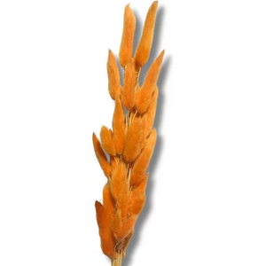 Buque Rabo de Coelho Laranja Desidratado Natural P\ Arranjos