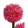 Planta Artificial com 3 Flores Pompom Rosa 92cm - 2