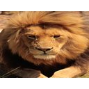 Ver imagem 2 de Papel De Parede Animais Leão Olhando 3D Anm192