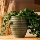 Ver imagem 5 de Vaso Cachepot para Plantas Névoa Verde Plástico Lyor 15x7cm Decorativo Jardim