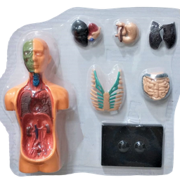 Kit Medicina Explora Corpo Humano Busto Órgãos Anatomia - 2