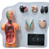 Kit Medicina Explora Corpo Humano Busto Órgãos Anatomia - 2