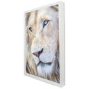 Ver imagem 2 de Quadro Decorativo Leão Branco em Moldura Caixa Tacolado Moldura Trad 1cm Branca com Vidro 20 X 30cm