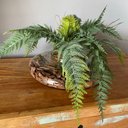 Ver imagem 2 de Arranjo Completo Centro Mesa Grande Samambaia E Vaso Vidro