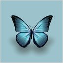 Ver imagem 4 de Quadro Borboleta Azul Tela Moldura Preta 40X40Cm