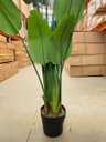 Ver imagem 7 de Planta Bananeira Artificial Toque Real Árvore com 1.90m