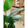 Planta Bananeira Artificial Toque Real Árvore com 1.90m - 3