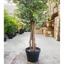 Ver imagem 3 de Ficus Variegata Permanente Árvore Realista Planta com 1.40m