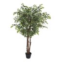 Ver imagem 1 de Ficus Variegata Permanente Árvore Realista Planta com 1.40m