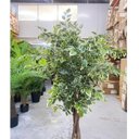 Ver imagem 4 de Ficus Variegata Permanente Árvore Realista Planta com 1.40m