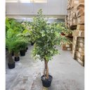 Ver imagem 5 de Ficus Variegata Permanente Árvore Realista Planta com 1.40m