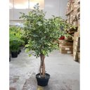 Ver imagem 2 de Ficus Variegata Permanente Árvore Realista Planta com 1.40m