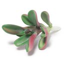Ver imagem 1 de Suculenta Artificial Decorativa 10,5 x 6cm D’Rossi