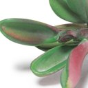 Ver imagem 2 de Suculenta Artificial Decorativa 10,5 x 6cm D’Rossi