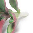 Ver imagem 3 de Suculenta Artificial Decorativa 10,5 x 6cm D’Rossi