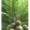 Ver imagem 2 de Arvore Grande 5 Metros Planta Coqueiro Permanente Palmeira Real