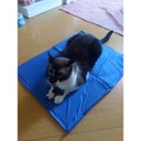 Ver imagem 2 de Tapete Gelado Cao Cachorro Gato Pet Refrescante Confortavel Animal de Estimaçao Colchonete Macio Ver