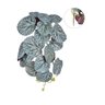 Buque de Folhas Pendentes Begonia - 1