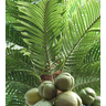 Árvore Palmeira Coqueiro Planta Realista Grande Verde 4mt - 5
