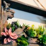 Arranjo de Suculentas Suspenso na Madeira Mama Flora - 3