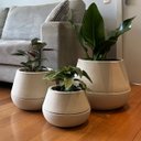 Ver imagem 3 de Vaso Inteligente Brota Cuia M Autoirrigável Decoração Planta:areia Bege