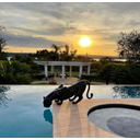 Ver imagem 3 de PANTERA NEGRA BEBENDO ÁGUA PISCINA JARDIM PRONTO ARTES DECORAÇÃO DE JARDIM