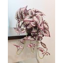 Ver imagem 1 de Arranjo e Vaso Completo Planta Outonada Fitónia Folhagem Artificial