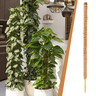 Kit 3 Tutor de Plantas de Fibra de Coco Estaca Flexível 80cm - 6