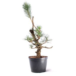 Pré Bonsai Pinheiro Negro 18 Anos - 4