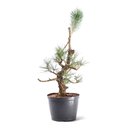 Ver imagem 2 de Pré Bonsai Pinheiro Negro 18 Anos