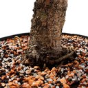 Ver imagem 6 de Pré Bonsai Pinheiro Negro 18 Anos