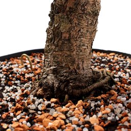Pré Bonsai Pinheiro Negro 18 Anos - 6