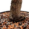 Pré Bonsai Pinheiro Negro 18 Anos - 6