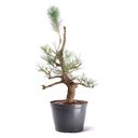 Ver imagem 1 de Pré Bonsai Pinheiro Negro 18 Anos