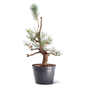 Pré Bonsai Pinheiro Negro 18 Anos