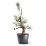 Pré Bonsai Pinheiro Negro 18 Anos - 1