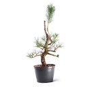 Ver imagem 3 de Pré Bonsai Pinheiro Negro 18 Anos