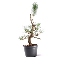 Pré Bonsai Pinheiro Negro 18 Anos - 3
