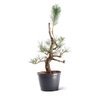 Pré Bonsai Pinheiro Negro 18 Anos - 3