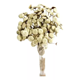 Buque Botão Branco Desidratado Sempre Viva Flores Secas - 1