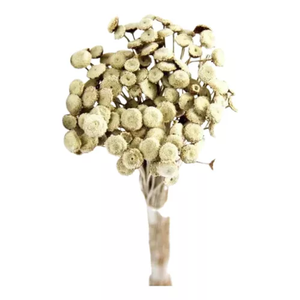 Buque Botão Branco Desidratado Sempre Viva Flores Secas