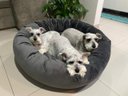 Ver imagem 4 de Cama para Pets Cães e Gatos Nuvem Veludo G 70x70:Cinza Escuro Veludo