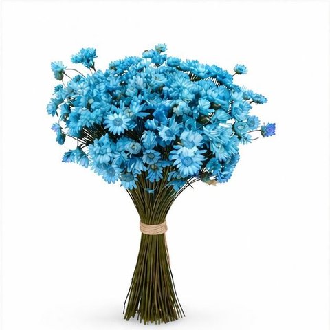200 Flores Sempre Viva Flor Secas e Desidratadas - Cor Azul Claro | Decoração, Arranjo e Buquê