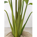 Ver imagem 4 de Planta Alocasia Artificial para Decoração de Casa Realista Verde