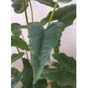 Ver imagem 2 de Planta Alocasia Artificial para Decoração de Casa Realista Verde