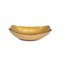 Dourado Real