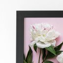 Ver imagem 2 de Quadro Peônia Branca Flores Rosa Moldura Preta 60x40cm
