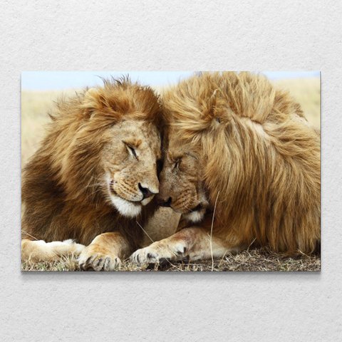 Quadro Decorativo Leão Carinhoso sem Moldura e Sem Vidro 100x160
