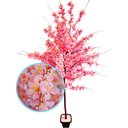 Ver imagem 1 de Planta Artificial Árvore Lírio Rosa com 1,60 Metros de Altura