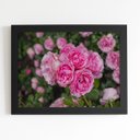 Ver imagem 1 de Quadro Rosa Flores Planta Natureza Moldura Preta 60x40cm